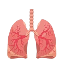 Respiratory