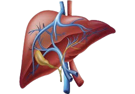 Liver